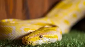 راز شگفت‌انگیز «ادرار مار»؛ سرنخی برای درمان سنگ کلیه و نقرس!