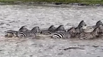 فرار گورخر از چنگال تمساح به بهای از دست دادن یک پا