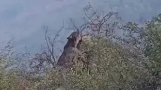 غذا خوردن خرس قهوه‌ای در جنگل‌های هیرکانی