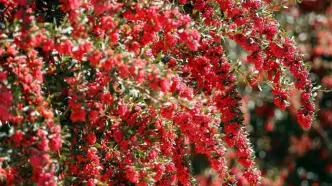 ۱۶ کشور طرفدار این محصول ایران شدند