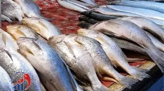 ماهی محبوب گران شد