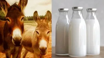 شیر الاغ لیتری ۱.۲ میلیون تومان!/  بازار داغ اکسیر لاکچری تهران با ادعای درمان آسم و آلرژی