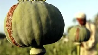 ماجرای واردات ۷۲هزار میلیارد تومان تریاک چیست؟