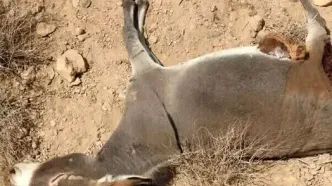 ماجرای کشتار الاغ‌های بی‌صاحب در میناب چیست؟