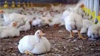 شرایط فعلی تامین نهاده تعریفی ندارد