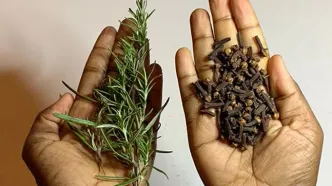 رزماری و میخک در مرکز توجه کاربران توئیتر!