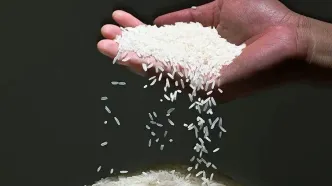 قیمت برنج ایرانی رکورد زد ! | گرانی بی‌سابقه برنج دم سیاه ؛ هر کیلو ۳۸۵ هزار تومان