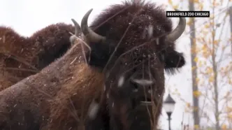 حیوانات باغ وحش بروکفیلد اولین بارش برف فصل را دیدند