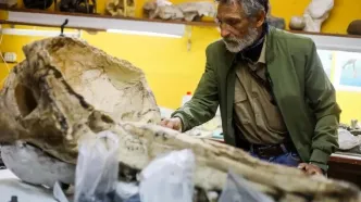 تصاویر؛ فسیل پرنده عظیم‌الجثه ۲۰ میلیون ساله