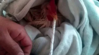 مرغ تریاکی واقعیت ندارد