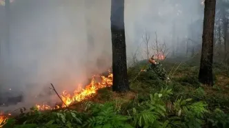 حریق در عرصه‌های جنگلی چالوس/ تلاش‌ها برای اطفای حریق ادامه دارد