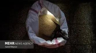 شوکه کننده: ایران غرق در برنج هندی شد! واردات دو برابر شد، سفره‌هایتان را چک کنید!