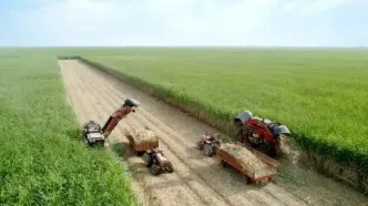 برداشت نیشکر از ابتدای فصل، ۱۰۰ درصد سبز انجام شده است/ امسال ناوگان برداشت نیشکر با ۹ هاروستر جدید تقویت شد