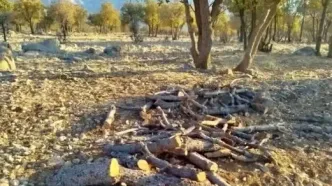 قاتل بلوط زاگرس به دام افتاد