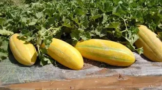 هسته‌ای یا انفجاری؟ غوغا در طالبی و خربزه!