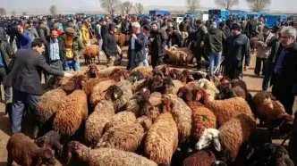 قیمت دام زنده امروز ۲۷ آبان 1404 + جدول