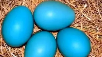 قیمت تخم مرغ آبی در بازار/ هر عدد ۷۰هزار تومان ناقابل!