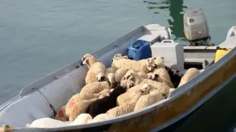 توقیف شناور حامل احشام قاچاق در میناب