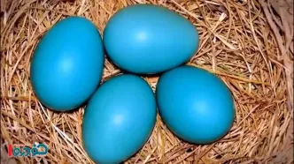 تخم مرغ آبی به سفره ایرانی ها رسید + قیمت نجومی