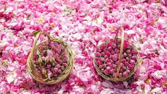 عربستان گل محمدی ایران را به نام خود ثبت جهانی کرد