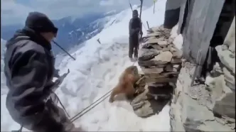 ببینید؛ عملیات دشوار نجات خرسی که سرش در یک جعبه فلزی گیر کرده بود