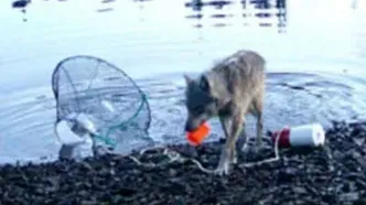 هوش عجیب یک گرگ که جهان را به حیرت انداخت