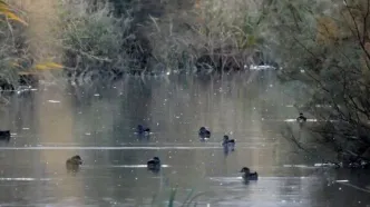 تالاب بیشه‌دالان میزبان نخستین پرندگان مهاجر شد
