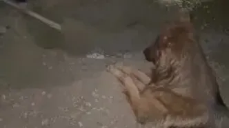 مرگ دلخراش تیدا سگ بازیگر در فیلم متری شیش و نیم