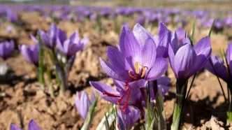 ۹۰ درصد زعفران جهان در ایران کشت می‌شود
