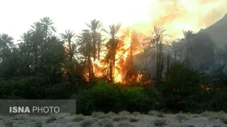 آتش‌سوزی شدید در نخلستان‌های بندرعباس
