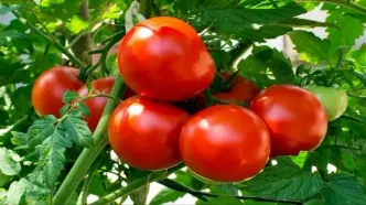 علت افزایش ناگهانی قیمت گوجه فرنگی در بازار چیست؟