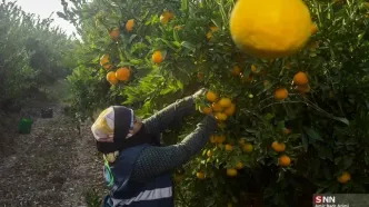 تصاویر؛ برداشت نارنگی از باغات هاشم‌آباد گرگان