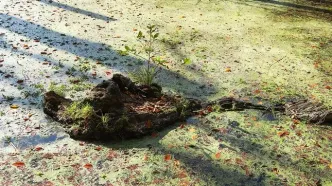 تصاویر؛ پاییز «مرداب دِریوک» کلاردشت