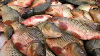 قیمت ماهی امروز ۲۴آبان ۱۴۰۴ اعلام شد