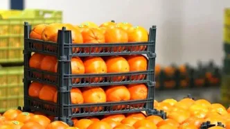 ماجرای پرتقال سمی در ایران چیست؟