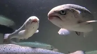 هوش مصنوعی ماهی‌ها را نجات می‌دهد