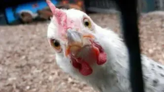 آیا مرغ ها تریاک مصرف می کنند؟