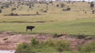 نگاه دردناک بوفالوی مادر به شکار شدن گوساله‌اش توسط شیر