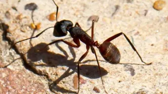 ناوبری با مغز زیستی / پایان وابستگی ربات‌ها به  GPS