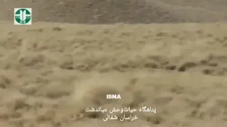 ثبت تصویر پنج یوزپلنگ آسیایی در پناهگاه میاندشت خراسان شمالی