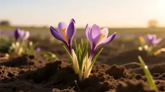 سمنان در آستانه نابودی! طلای سرخ ناجی شد؛ دولت پای کار آمد