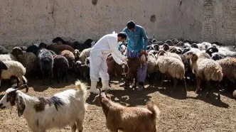 ایمن‌سازی دام سبک در مقابل تب برفکی در اولویت قرار گرفت