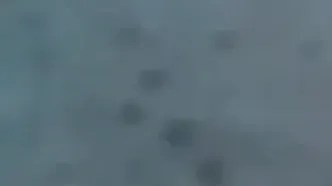 لحظه بلعیده شدن دوربین غواص توسط یک کوسه