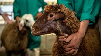 قیمت دام زنده در بازار؛ گوسفند و گوساله چقدر شد؟