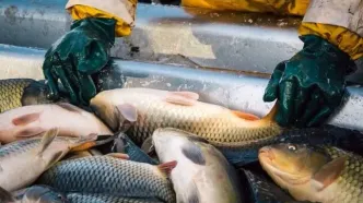 جدول قیمت ماهی امروز | تازه‌ترین نرخ‌ها در بازار ۲۸ آبان