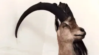 کشف تاکسیدرمی بز کوهی در خرم‌آباد