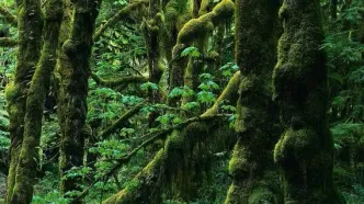 واکنش به خبر ساخت‌وساز نزدیکان یک فرد پرنفوذ در جنگل‌های هیرکانی:  فقط ۵ درخت برای تعریض غیرمجاز یک راه قدیمی ریشه‌کن شده است