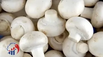 با معجرات قارچ برای سلامتی آشنا شوید