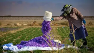 تصاویر؛ طلای سرخ در دامنه البرز