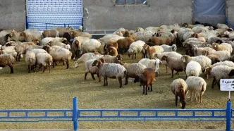 قیمت دام زنده امروز ۱ آذر 1404 + جدول